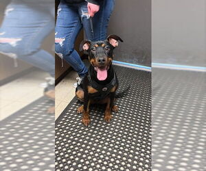 Doberman Pinscher-Unknown Mix Dogs for adoption in Stockton, CA, USA
