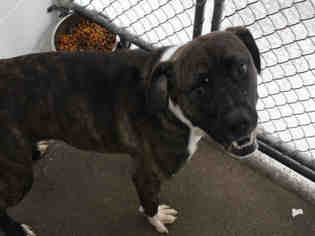 Bulloxer Dogs for adoption in Bowling Green, OH, USA