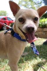 Chihuahua Dogs for adoption in Arlington, TX, USA