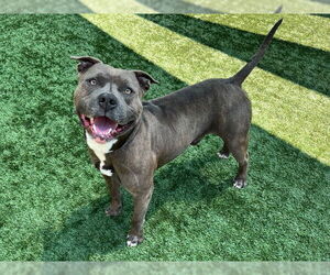 American Pit Bull Terrier-Unknown Mix Dogs for adoption in Pasadena, CA, USA