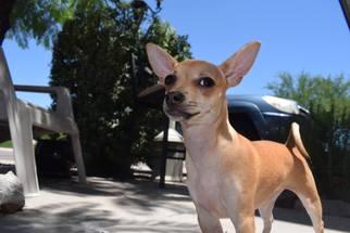 Rat Terrier-Unknown Mix Dogs for adoption in Phoenix, AZ, USA