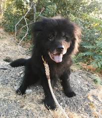 Chow Chow Dogs for adoption in La Mesa, CA, USA