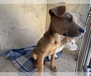 Mutt Dogs for adoption in Oklahoma City, OK, USA