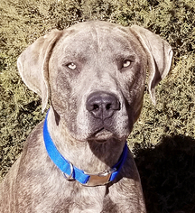 Blue Lacy Dogs for adoption in Albuquerque, NM, USA