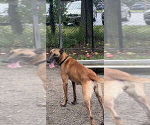 Mutt Dogs for adoption in Elmsford, NY, USA
