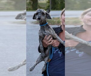 Poodle (Toy)-Unknown Mix Dogs for adoption in Rockaway, NJ, USA