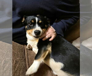 Chi-Corgi Dogs for adoption in Grafton, WI, USA