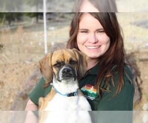 Bogle Dogs for adoption in Globe, AZ, USA