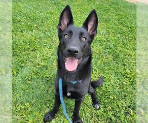 German Shepherd Dog Dogs for adoption in Sacramento, CA, USA