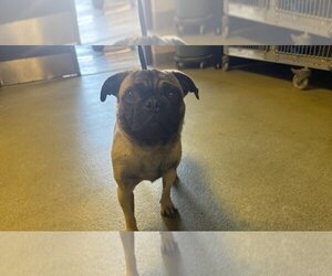 Pug Dogs for adoption in Moreno Valley, CA, USA