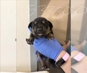 Labrador Retriever Dogs for adoption in Houston, TX, USA