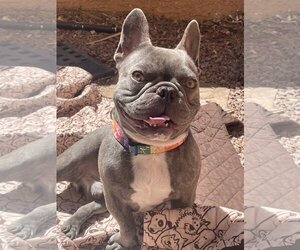 French Bulldog Dogs for adoption in Las Vegas, NV, USA