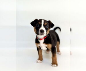 Mutt Dogs for adoption in OKLAHOMA CITY, OK, USA