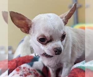 Chihuahua Dogs for adoption in Belleville, MI, USA