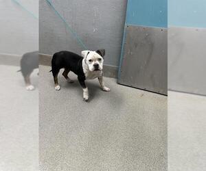 American Pit Bull Terrier-Unknown Mix Dogs for adoption in Las Vegas, NV, USA