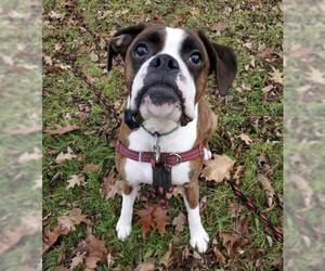 Boxer Dogs for adoption in Stroudsburg, PA, USA