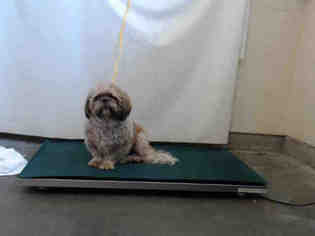 Shih Tzu Dogs for adoption in Camarillo, CA, USA