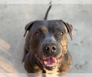 Mutt Dogs for adoption in Tulsa, OK, USA