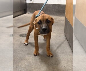 Mutt Dogs for adoption in Forestville, MD, USA
