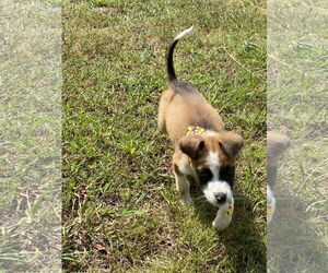 Mutt Dogs for adoption in Calhoun, GA, USA