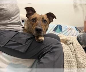 Australian Shepherd-Unknown Mix Dogs for adoption in Berkeley , CA, USA