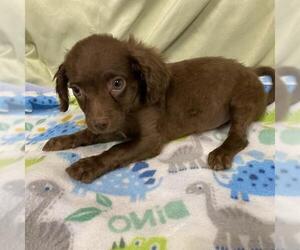 Cocker Spaniel-Unknown Mix Dogs for adoption in Modesto, CA, USA