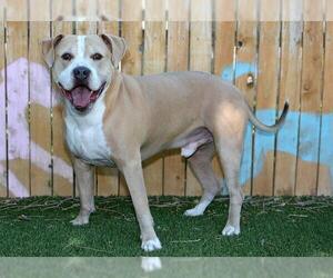 Mutt Dogs for adoption in West Valley, UT, USA