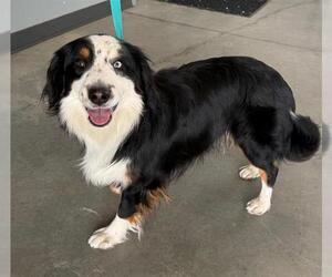 Australian Shepherd Dogs for adoption in San Martin, CA, USA