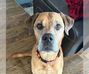 Boxer-Unknown Mix Dogs for adoption in Winter Park, CO, USA