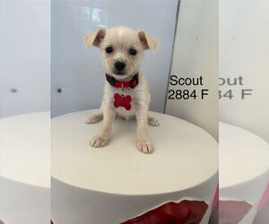 Chihuahua-Unknown Mix Dogs for adoption in Studio City, CA, USA