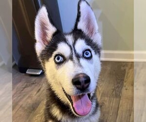 Siberian Husky Dogs for adoption in Omaha, NE, USA