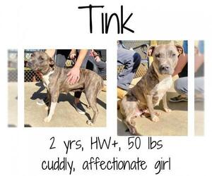 Bull Terrier Dogs for adoption in Albany, GA, USA
