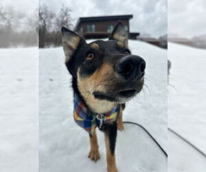 Mutt Dogs for adoption in Salt Lake City, UT, USA