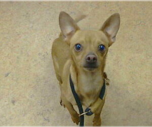 Chihuahua Dogs for adoption in Sacramento, CA, USA