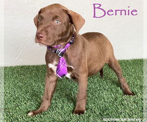American Pit Bull Terrier-Chocolate Labrador retriever Mix Dogs for adoption in San Diego, CA, USA