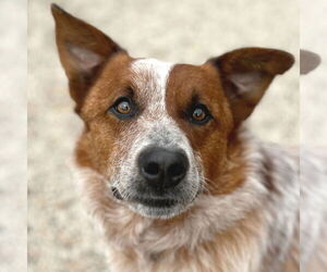 Mutt Dogs for adoption in Jefferson, WI, USA