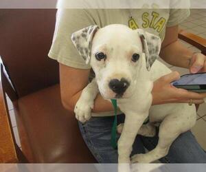 American Staffordshire Terrier-Staffordshire Bull Terrier Mix Dogs for adoption in Ocala, FL, USA