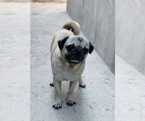 Pug Dogs for adoption in San Diego, CA, USA