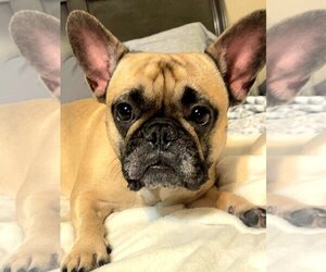 French Bulldog Dogs for adoption in Tampa, FL, USA
