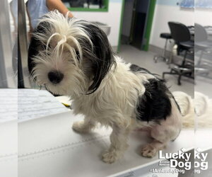 Shih Tzu-Unknown Mix Dogs for adoption in Washington, DC, USA