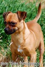 Schweenie Dogs for adoption in Midland, TX, USA