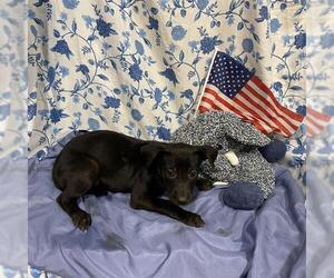 Mutt Dogs for adoption in Modesto, CA, USA