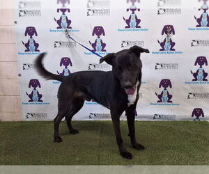 Shepradors Dogs for adoption in Orlando, FL, USA