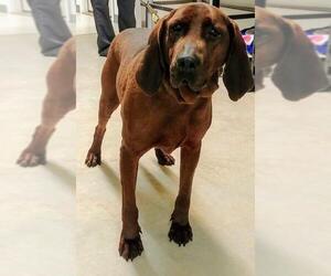 Redbone Coonhound Dogs for adoption in Lake City, MI, USA