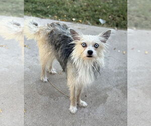 Mutt Dogs for adoption in Phoenix, AZ, USA