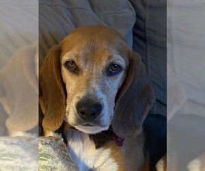 Beagle Dogs for adoption in Tampa, FL, USA