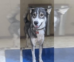 Australian Shepherd-Siberian Husky Mix Dogs for adoption in El Cajon, CA, USA