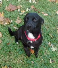 Medium Photo #1 Mutt Puppy For Sale in Livonia, MI, USA