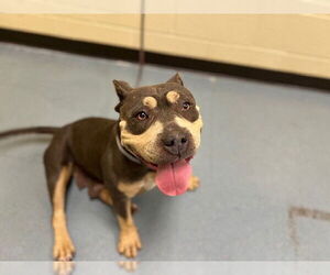 Mutt Dogs for adoption in Denver, CO, USA