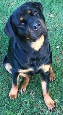Rottweiler Dogs for adoption in Alexander, AR, USA